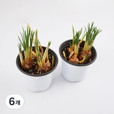 갑조네 크로커스 소품, 랜덤발송, 6개