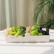 아스파시아 아치나나 모던 스칸디아모스 숯화분 그린톤, 1세트