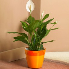 omADA Koku Pot, 黃色 M3300GI