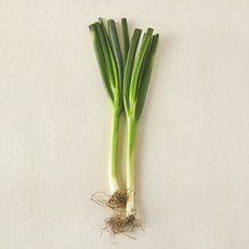 국내산 무농약 대파, 300g, 1개