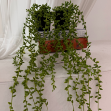 懸掛式植物人造花藤蔓室內裝飾壁掛花盆