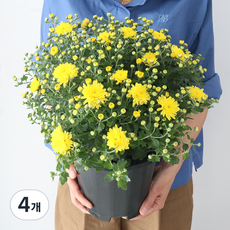 모리앤 소국 대품포트 공기정화식물, 옐로우, 4개