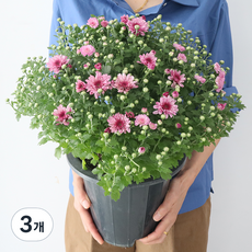 모리앤 소국 대품포트 공기정화식물, 라벤다, 3개