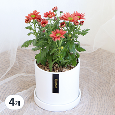 블뤼엔 관엽식물 스위프티 국화, 다크핑크, 4개