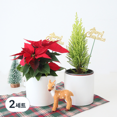 모리앤 크리스마스 포인세티아 포트 + 율마 + 도자기화분 2p + 메리크리스마스픽 2p + 조명 2p 세트, 레드(포인세티아), 그린(율마), 2세트