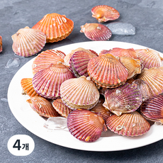바다림 서해안 산지직송 생물 홍가리비 (냉장), 1kg, 4개