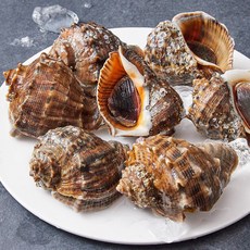 아라보감 산지직송 남해안 자연산 참소라, 1kg(대), 1개