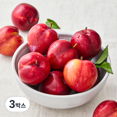 아주마 산지직송 저탄소 인증 대석 왕 자두, 1kg, 3박스