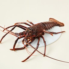 스파이니 랍스타, 1.4kg, 1개