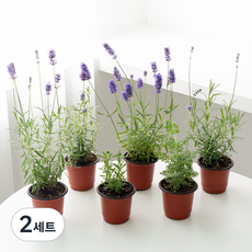 코코도르팜 생화 허브 라벤더A+ 포트 소 6종 세트, 혼합색상, 2세트