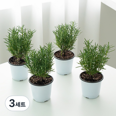 코코도르팜 생화 허브 로즈마리 포트 소 4종 세트, 혼합색상, 3세트
