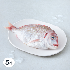 김씨밥 손질된 생물 참돔 (냉장), 5개, 300g
