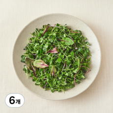 친환경 어린잎 채소, 500g, 6개