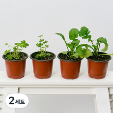 코코도르팜 채소 포트 소형 2종 이탈리안파슬리 2p + 루꼴라 2p, 랜덤발송(화분 포트), 2세트