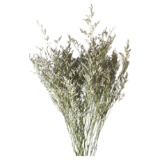 情人草 20~45 cm 10g, 原色