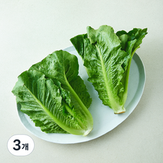 속이 꽉찬 로메인, 3개, 300g