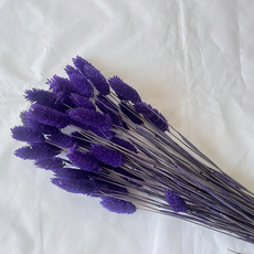 寶石草 乾燥花 Set 50支 暗紫色