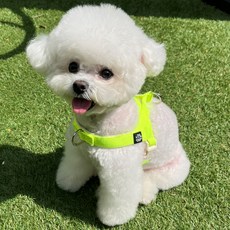 Mungtem 狗狗防暴衝Palette胸背帶, 霓虹黃色