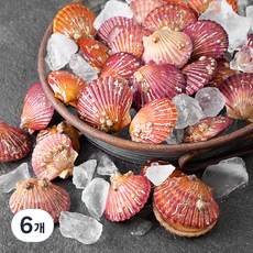 아라보감 국산 생물 홍가리비 (냉장), 1.5kg, 6개