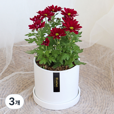 블뤼엔 관엽식물 스위프티 국화, 레드, 3개