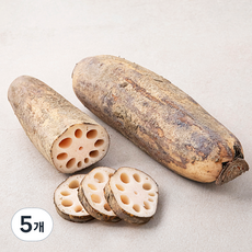 밀양 연근(햇), 500g, 5개