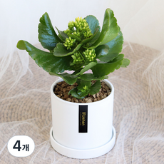 블뤼엔 생화 다육식물 칼랑코에, 옐로우, 4개