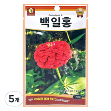 다농 백일홍 씨앗 150p, 5개
