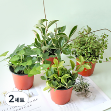 모리앤 생화 사계절 공기정화 포트식물 홀리페페 + 호야 + 하트아이비 + 트리안 세트 B, 혼합색상, 2세트