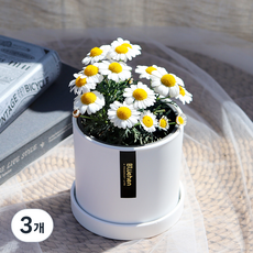 블뤼엔 관엽식물 마가렛, 혼합색상, 3개