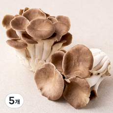 국내산 친환경 고기느타리버섯, 300g, 5개