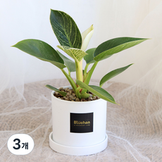 블뤼엔 공기정화식물 버킨 생화, 혼합색상, 3개