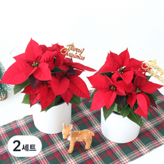 모리앤 크리스마스 포인세티아 포트 2p + 도자기 화분 2p + 메리크리스마스픽 2p + 조명 2p 세트, 레드, 2세트
