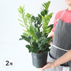 모리앤 금전수 중품포트 공기정화식물, 혼합색상, 2개