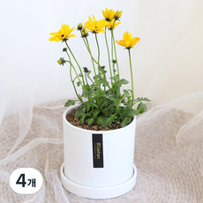 블뤼엔 관엽식물 비덴스 생화, 혼합색상, 4개