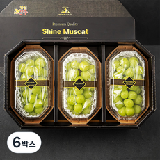 중화농협 샤인머스캣 선물세트 3수, 2kg, 6박스