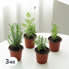 코코도르팜 생화 허브 라벤더B 포트 소 4종 세트, 혼합색상, 3세트