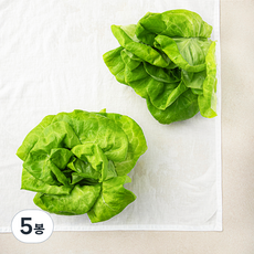 국내산 버터헤드레터스, 180g, 5봉