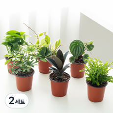 코코도르팜 생화 공기정화 식물A+ 포트 소 6종 세트, 혼합색상, 2세트