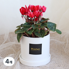 블뤼엔 관엽식물 시클라멘, 투톤레드, 4개