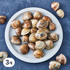 생물 백합조개 (냉장), 3개, 1.5kg