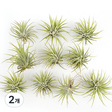 갑조네 이오난사 소 10개입, 혼합색상, 2개