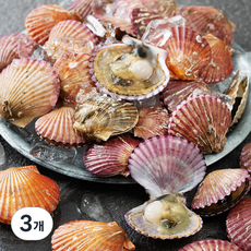 백미리 산지직송 제철 홍가리비, 1kg, 3개