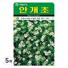 아람씨앗 안개초 꽃 씨앗, 5개