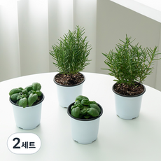 코코도르팜 허브 포트 소형 로즈마리 2p + 바질 2p 세트, 혼합색상, 2세트