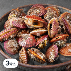 다복 바다를 담은 홍가리비, 1kg, 3박스