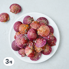 부산13번 중매인 생물 홍가리비 (냉장), 3개, 1kg