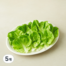 친환경 인증 쌈용 버터헤드, 100g, 5개