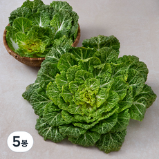국내산 봄동, 500g, 5봉