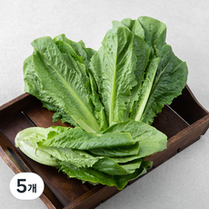 국내산 포기 로메인, 500g, 5개
