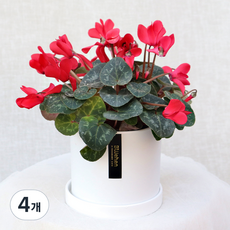 블뤼엔 관엽식물 시클라멘, 레드, 4개